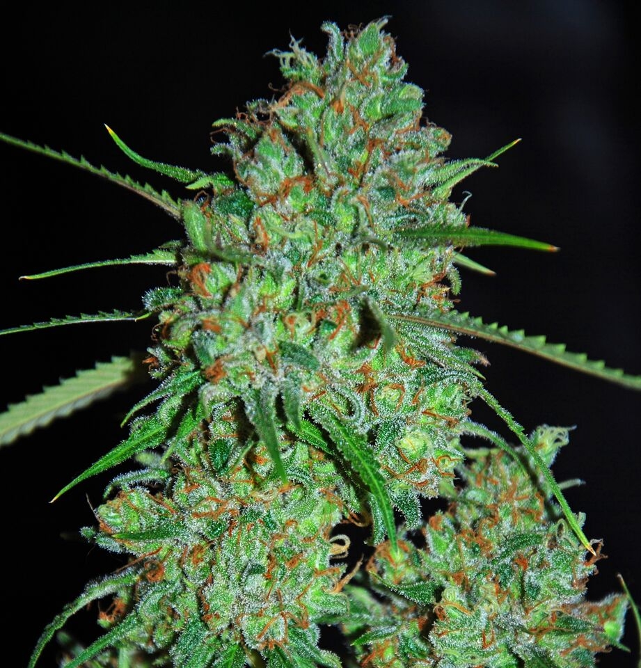 White Critical Cannabis Seeds