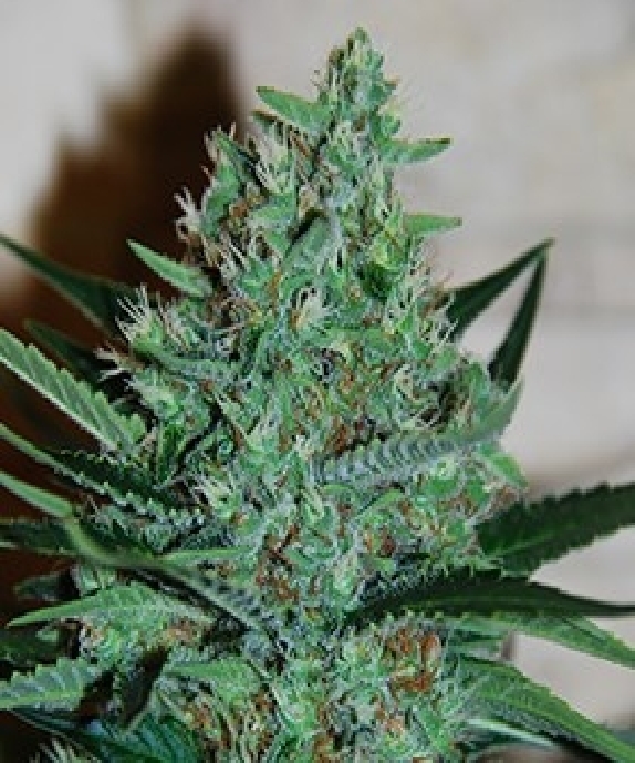 White Lavendar Cannabis Seeds