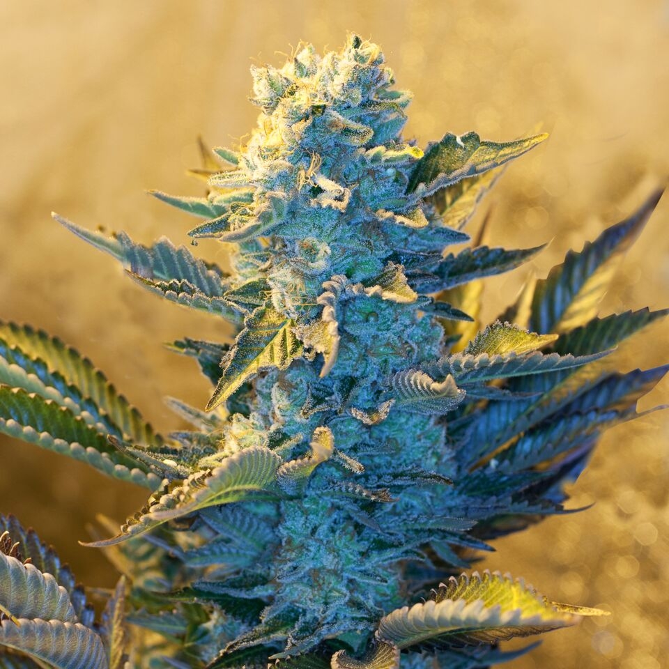 White Widow Cannabis Seeds