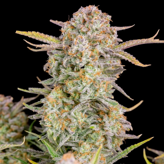 Bruce Banner Auto Cannabis Seeds