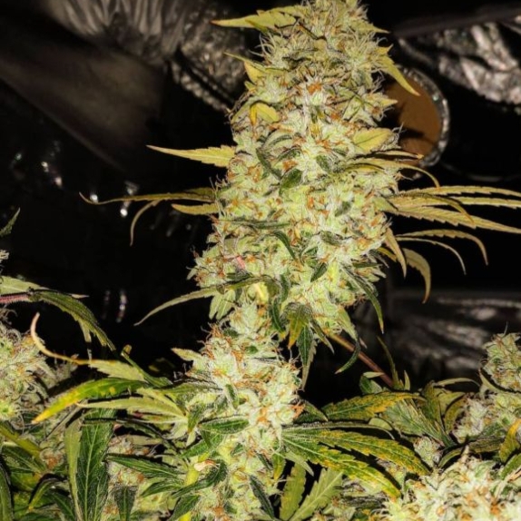 Strawberry Cane Feminised Cannabis Seeds