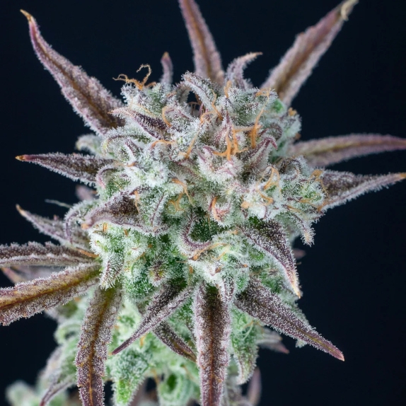 Strawberry Banana Auto Cannabis Seeds