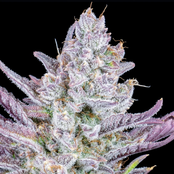 Wedding Glue Auto Cannabis Seeds