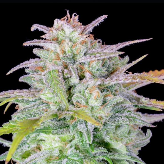 Original Auto Afghan Kush Cannabis Seeds