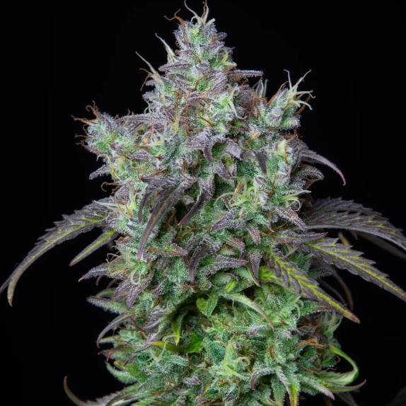 Original Auto Big Bud Cannabis Seeds