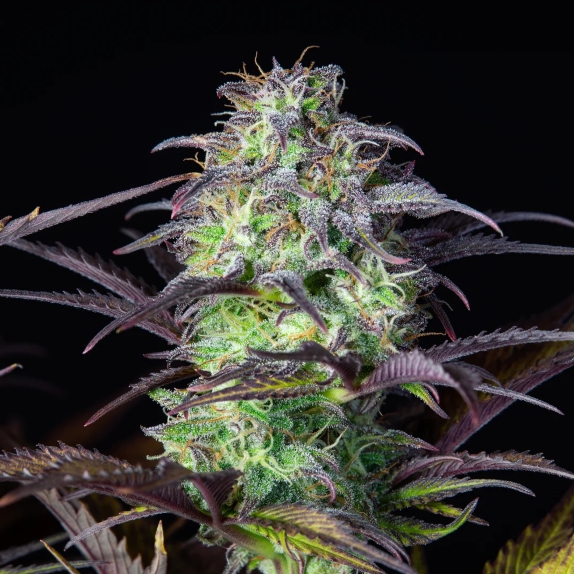 Original Auto Blueberry Cannabis Seeds