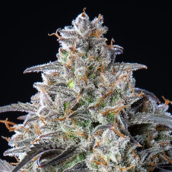 Original Auto Cinderella Cannabis Seeds