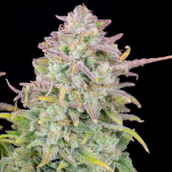 Original Auto Trainwreck Cannabis Seeds