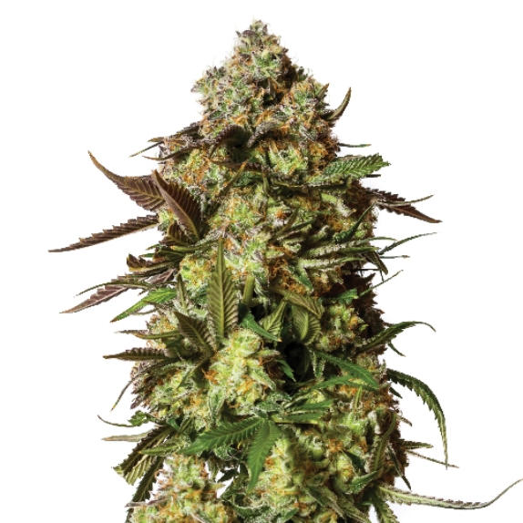 Candied Satsuma Auto Feminised Cannabis Seeds