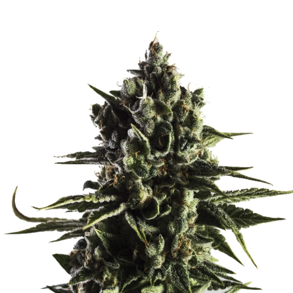 Fat Caramel Auto Feminised Cannabis Seeds