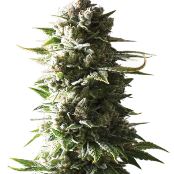Mother Ape Shit Auto Feminised Cannabis Seeds