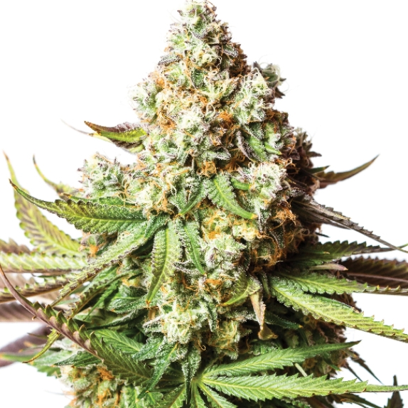 Bear Gorilla Feminised Cannabis Seeds