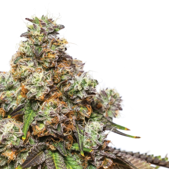 Girl Scout Gelato Feminised Cannabis Seeds