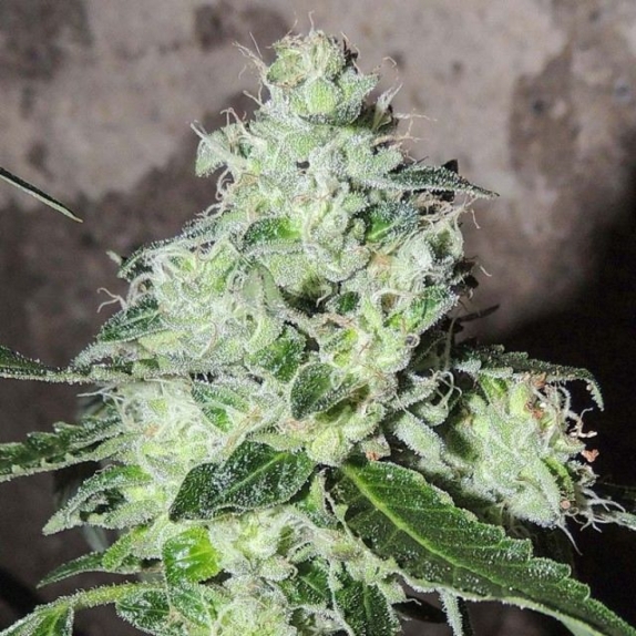 Headbanger Regular Cannabis Seeds
