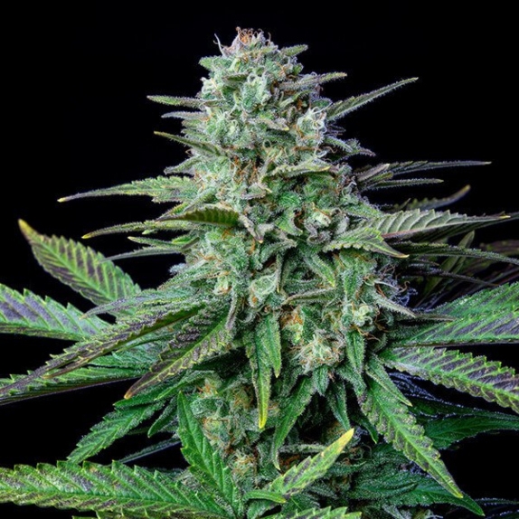 Wedding Crasher Cannabis Seeds