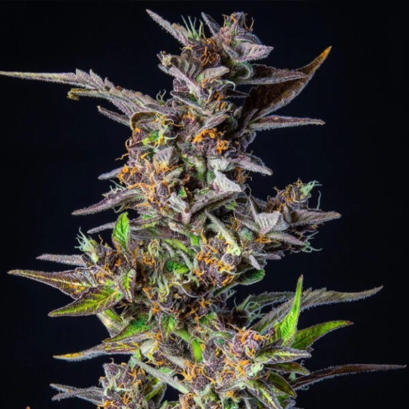 Watermelon Auto Cannabis Seeds