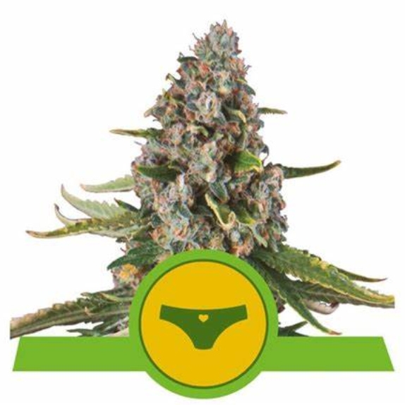 Sherbet Queen Automatic Cannabis Seeds