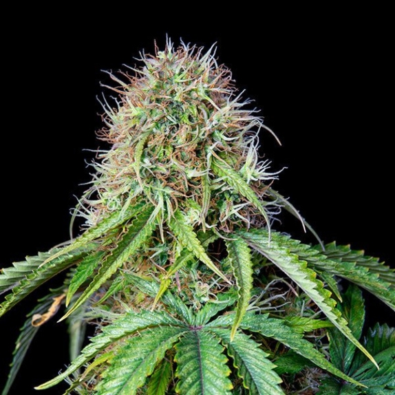 Royal CBG Automatic Cannabis Seeds