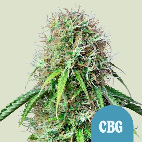 Royal CBG Automatic Cannabis Seeds