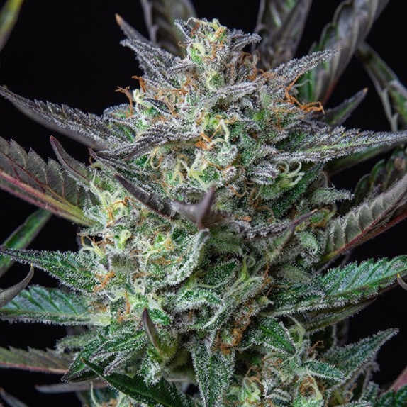 Purple Punch Automatic Cannabis Seeds