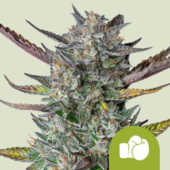 Purple Punch Automatic Cannabis Seeds