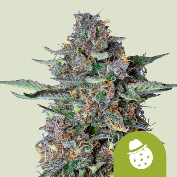 Do-Si-Dos Automatic Cannabis Seeds