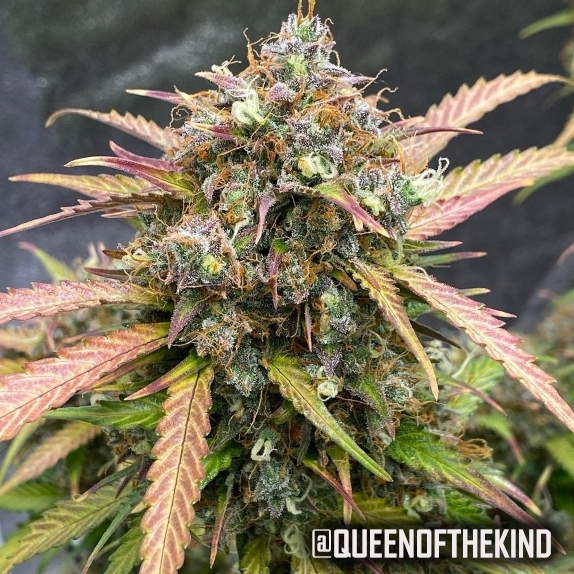 Bubble Runtz Auto Feminised Cannabis Seeds