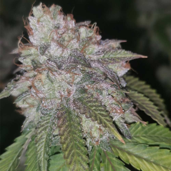 Runtzosa Feminised Cannabis Seeds