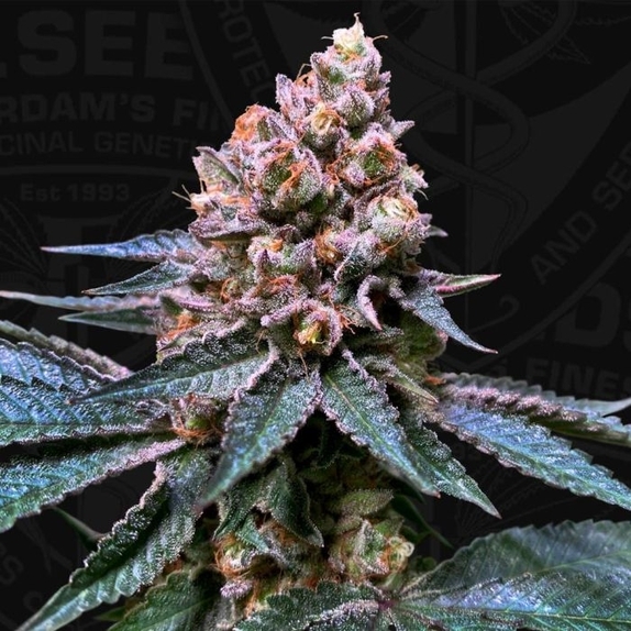 Black Apple Hitchcock Feminised Cannabis Seeds