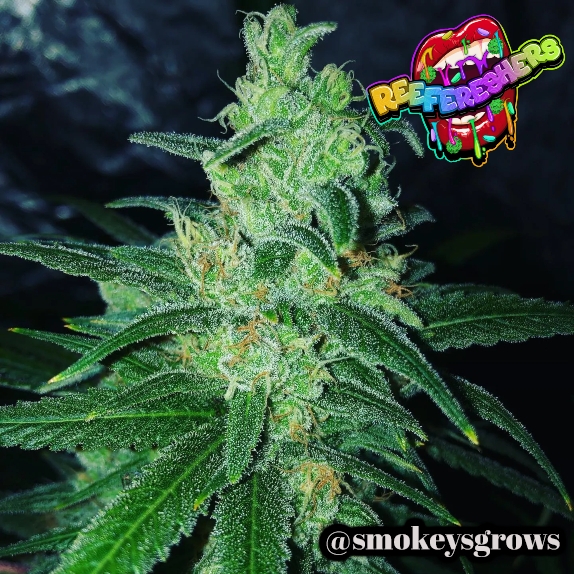 Reefereshers Feminised Cannabis Seeds