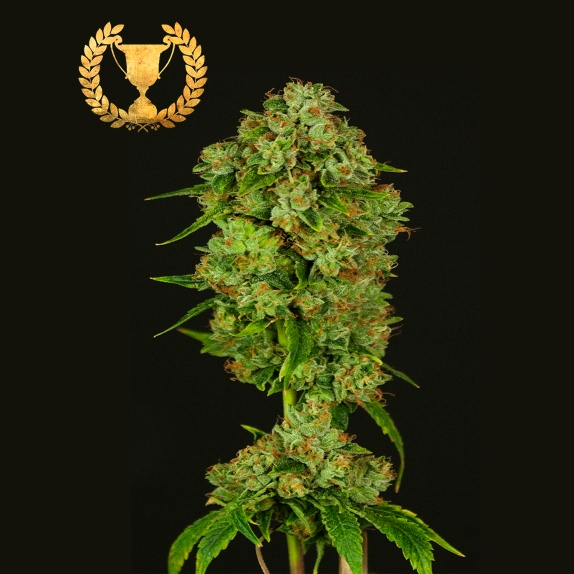 Casey Jones Regular Cannabis Seeds