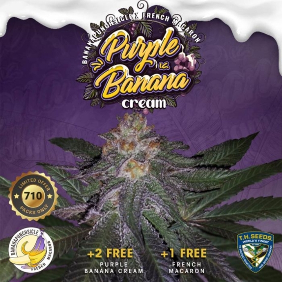 Purple Banana Cream Feminised Cannabis Seeds