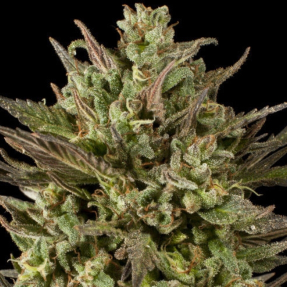 GOLD LINE Blackberry Fire Regular Cannabis Seeds