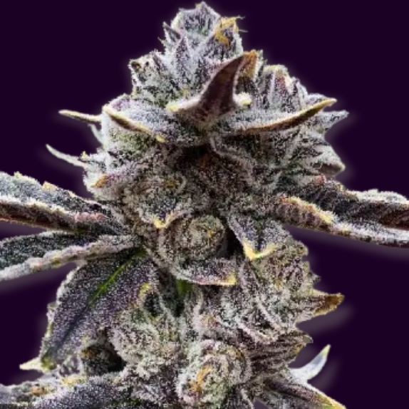 GOLD LINE 3 x Caper Regular Cannabis Seeds