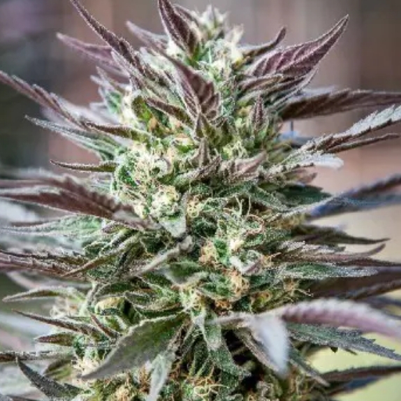 GOLD LINE Cash Berry Regular Cannabis Seeds