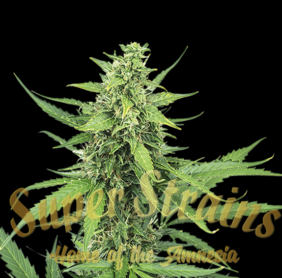 Hermana de la Noche Cannabis Seeds