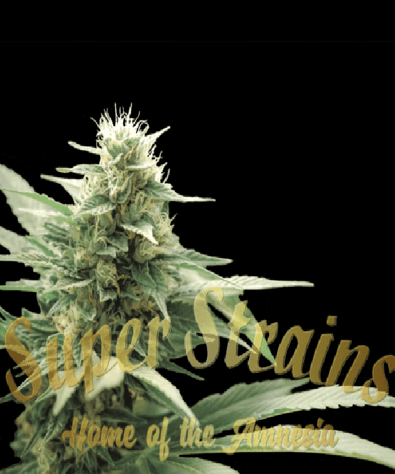 Agartha CBD Cannabis Seeds