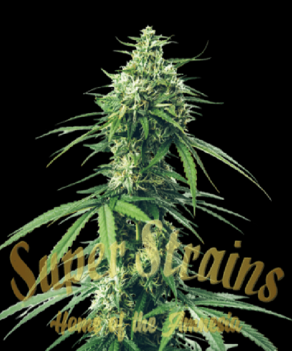 Saga CBD Cannabis Seeds