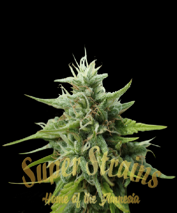 Cookies Krush Cannabis Seeds