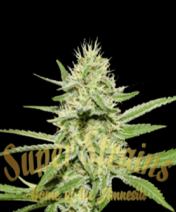 Enemy’s Dream Cannabis Seeds