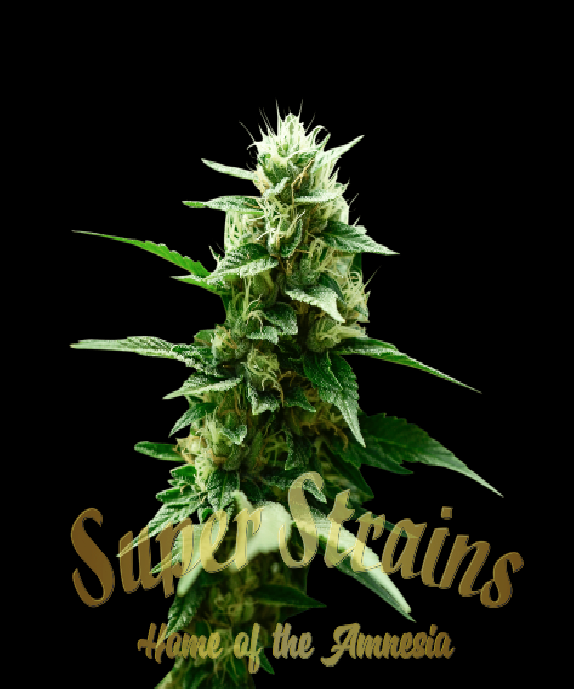 Mexican Candy Cannabis Seeds