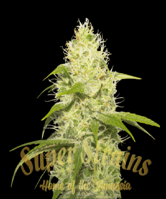 La Jefa Cannabis Seeds