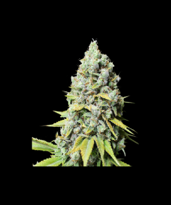 Kosher Haze Cannabis Seeds