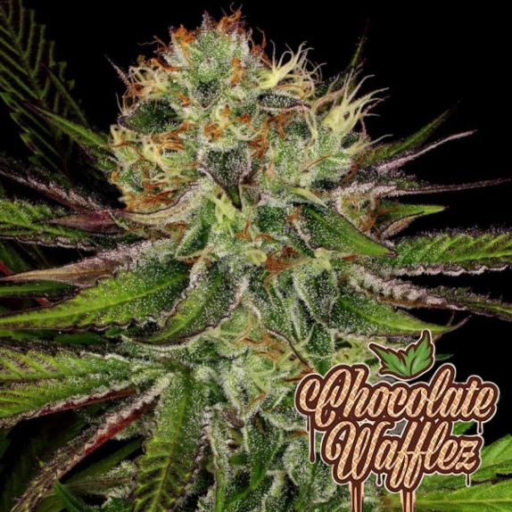 Chocolate wafflez feminised Cannabis Seeds