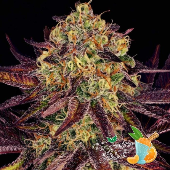 Tangerine Sorbet Feminised Cannabis Seeds