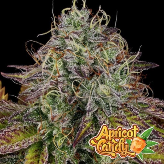 Apricot Candy Feminised Cannabis Seeds