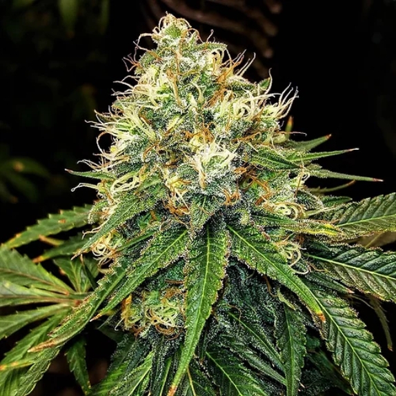 Truffle Berry Feminised Cannabis Seeds