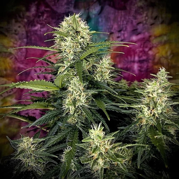 Auto Truffle Berry Feminised Cannabis Seeds