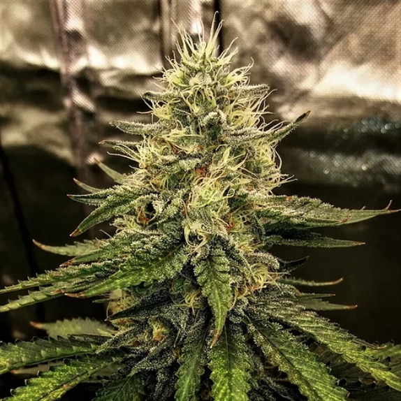 Silver Napalm Feminised Cannabis Seeds