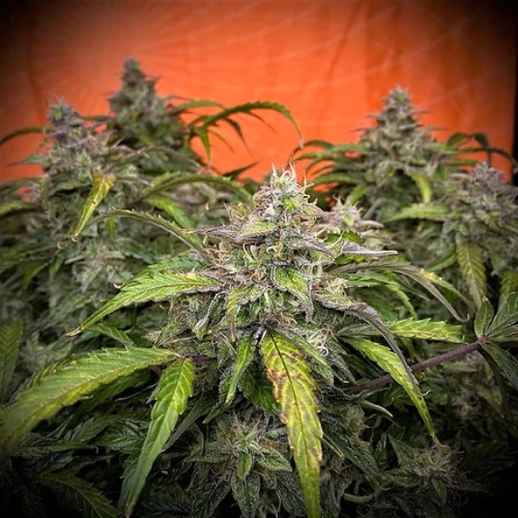 Auto Silver Napalm Feminised Cannabis Seeds